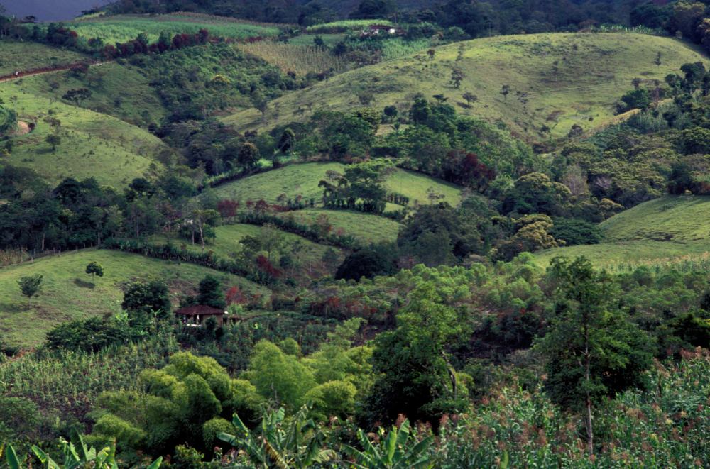 Pohled na zvlněné zelené kopce kávových plantáží ve Vietnamu zalité jemným světlem